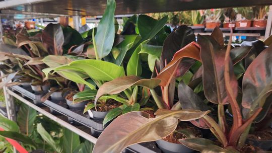 Chełm. Trwają Wielkie Targi Roślin w Galerii Chełm [GALERIA ZDJĘĆ]