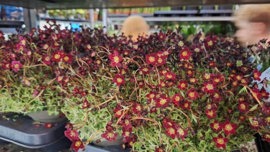 Chełm. Trwają Wielkie Targi Roślin w Galerii Chełm [GALERIA ZDJĘĆ]