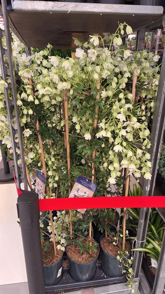 Chełm. Trwają Wielkie Targi Roślin w Galerii Chełm [GALERIA ZDJĘĆ]