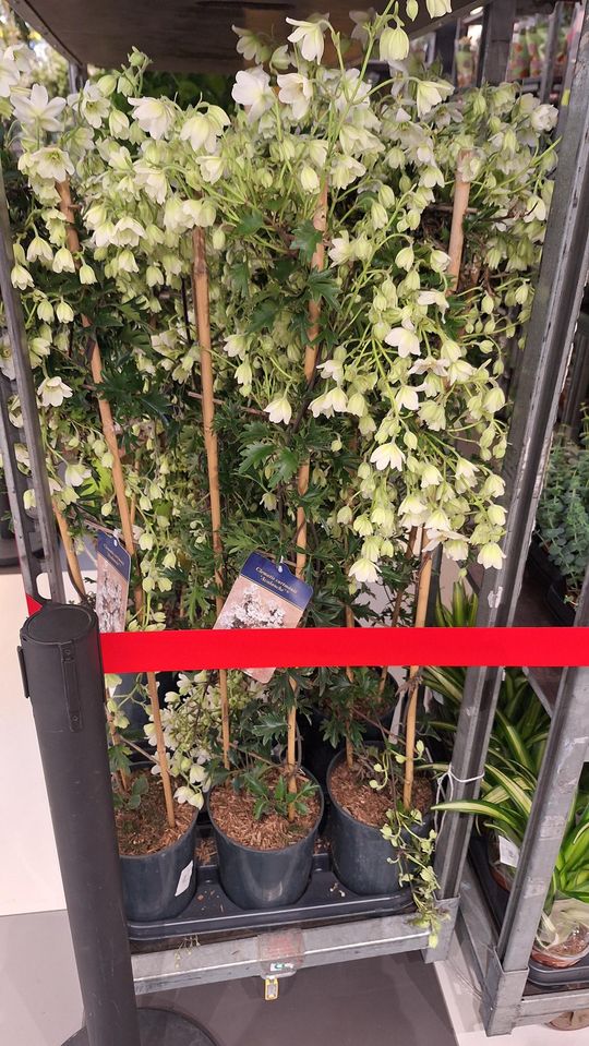 Chełm. Trwają Wielkie Targi Roślin w Galerii Chełm [GALERIA ZDJĘĆ]