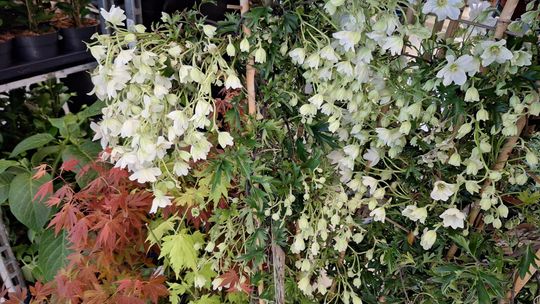 Chełm. Trwają Wielkie Targi Roślin w Galerii Chełm [GALERIA ZDJĘĆ]