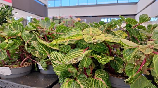 Chełm. Trwają Wielkie Targi Roślin w Galerii Chełm [GALERIA ZDJĘĆ]