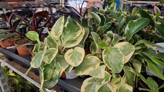 Chełm. Trwają Wielkie Targi Roślin w Galerii Chełm [GALERIA ZDJĘĆ]