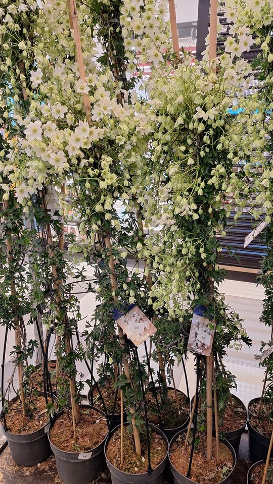 Chełm. Trwają Wielkie Targi Roślin w Galerii Chełm [GALERIA ZDJĘĆ]