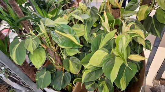 Chełm. Trwają Wielkie Targi Roślin w Galerii Chełm [GALERIA ZDJĘĆ]