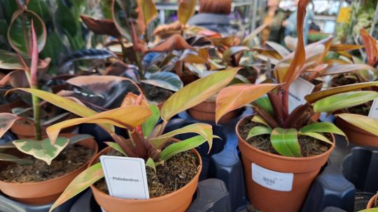 Chełm. Trwają Wielkie Targi Roślin w Galerii Chełm [GALERIA ZDJĘĆ]