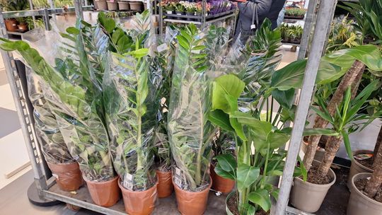 Chełm. Trwają Wielkie Targi Roślin w Galerii Chełm [GALERIA ZDJĘĆ]