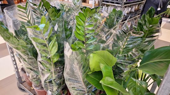 Chełm. Trwają Wielkie Targi Roślin w Galerii Chełm [GALERIA ZDJĘĆ]