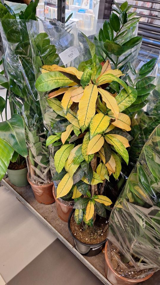 Chełm. Trwają Wielkie Targi Roślin w Galerii Chełm [GALERIA ZDJĘĆ]