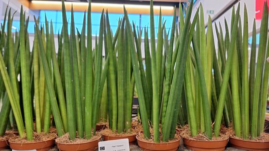 Chełm. Trwają Wielkie Targi Roślin w Galerii Chełm [GALERIA ZDJĘĆ]