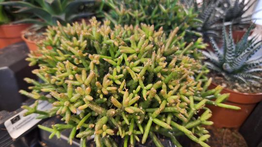 Chełm. Trwają Wielkie Targi Roślin w Galerii Chełm [GALERIA ZDJĘĆ]