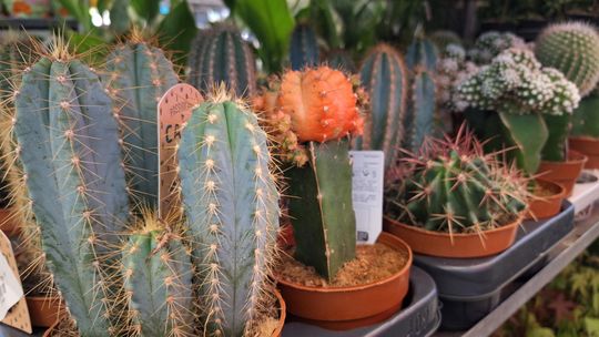 Chełm. Trwają Wielkie Targi Roślin w Galerii Chełm [GALERIA ZDJĘĆ]