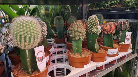 Chełm. Trwają Wielkie Targi Roślin w Galerii Chełm [GALERIA ZDJĘĆ]