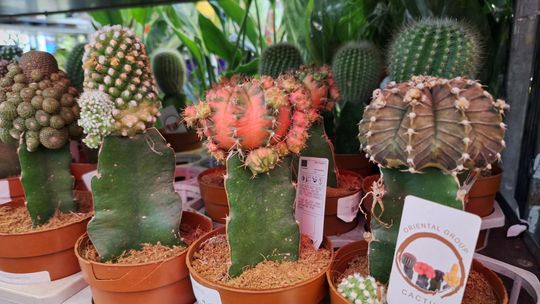 Chełm. Trwają Wielkie Targi Roślin w Galerii Chełm [GALERIA ZDJĘĆ]