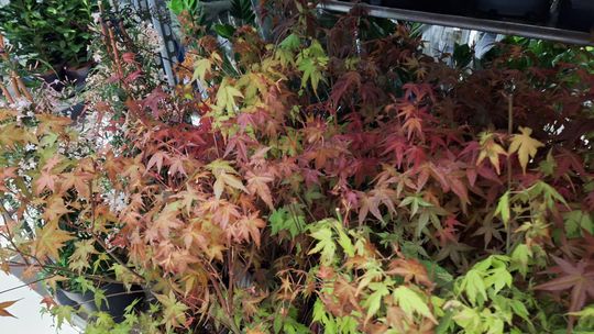 Chełm. Trwają Wielkie Targi Roślin w Galerii Chełm [GALERIA ZDJĘĆ]