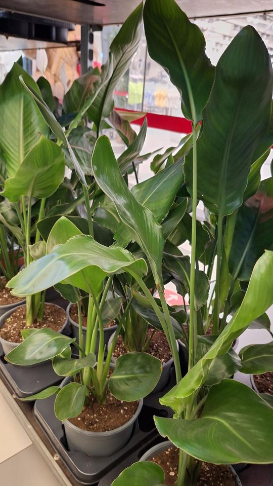 Chełm. Trwają Wielkie Targi Roślin w Galerii Chełm [GALERIA ZDJĘĆ]