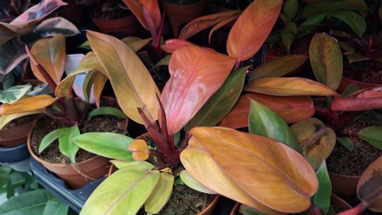 Chełm. Trwają Wielkie Targi Roślin w Galerii Chełm [GALERIA ZDJĘĆ]