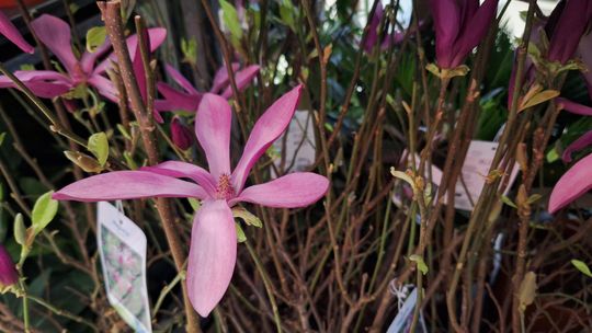 Chełm. Trwają Wielkie Targi Roślin w Galerii Chełm [GALERIA ZDJĘĆ]