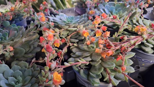 Chełm. Trwają Wielkie Targi Roślin w Galerii Chełm [GALERIA ZDJĘĆ]