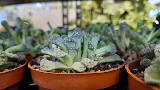 Chełm. Trwają Wielkie Targi Roślin w Galerii Chełm [GALERIA ZDJĘĆ]