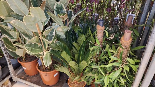 Chełm. Trwają Wielkie Targi Roślin w Galerii Chełm [GALERIA ZDJĘĆ]