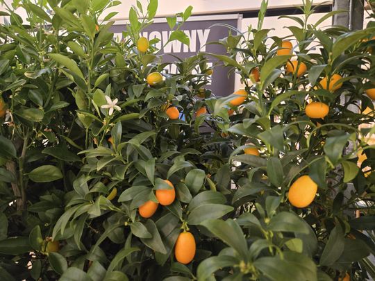 Chełm. Trwają Wielkie Targi Roślin w Galerii Chełm [GALERIA ZDJĘĆ]