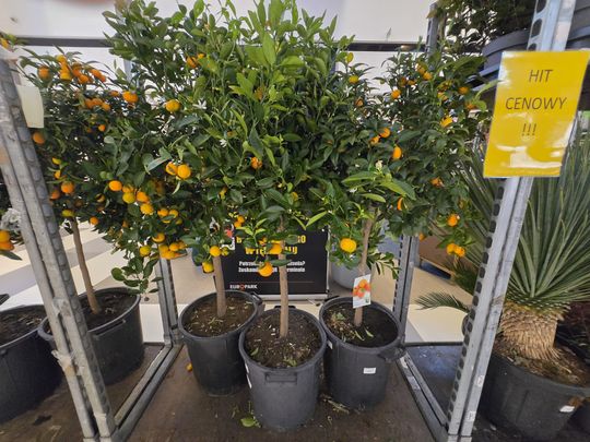 Chełm. Trwają Wielkie Targi Roślin w Galerii Chełm [GALERIA ZDJĘĆ]