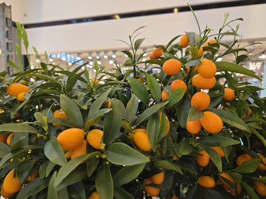 Chełm. Trwają Wielkie Targi Roślin w Galerii Chełm [GALERIA ZDJĘĆ]