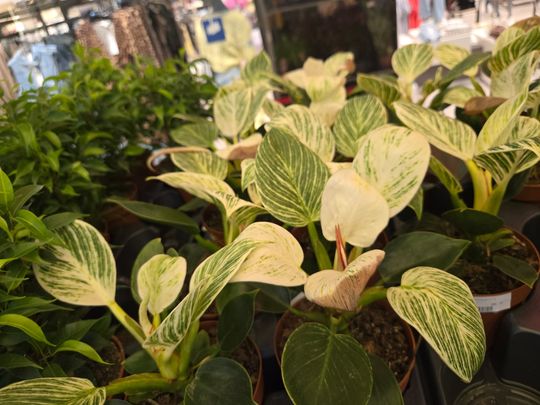 Chełm. Trwają Wielkie Targi Roślin w Galerii Chełm [GALERIA ZDJĘĆ]