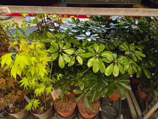 Chełm. Trwają Wielkie Targi Roślin w Galerii Chełm [GALERIA ZDJĘĆ]