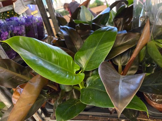 Chełm. Trwają Wielkie Targi Roślin w Galerii Chełm [GALERIA ZDJĘĆ]