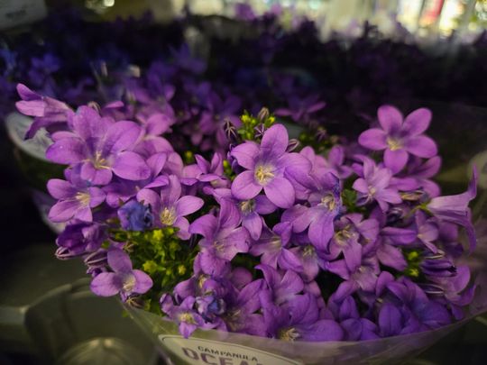 Chełm. Trwają Wielkie Targi Roślin w Galerii Chełm [GALERIA ZDJĘĆ]