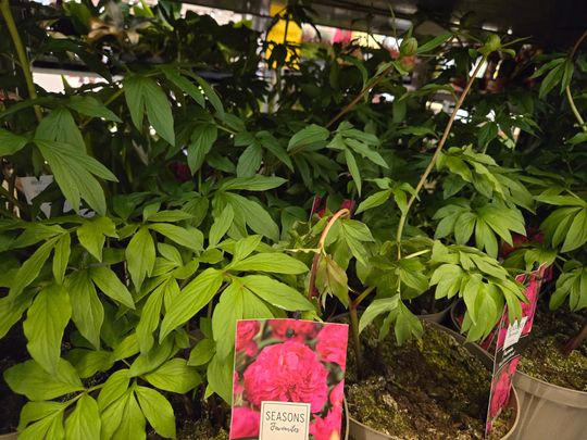 Chełm. Trwają Wielkie Targi Roślin w Galerii Chełm [GALERIA ZDJĘĆ]