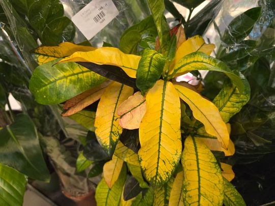 Chełm. Trwają Wielkie Targi Roślin w Galerii Chełm [GALERIA ZDJĘĆ]