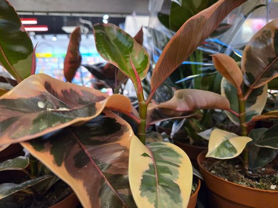 Chełm. Trwają Wielkie Targi Roślin w Galerii Chełm [GALERIA ZDJĘĆ]