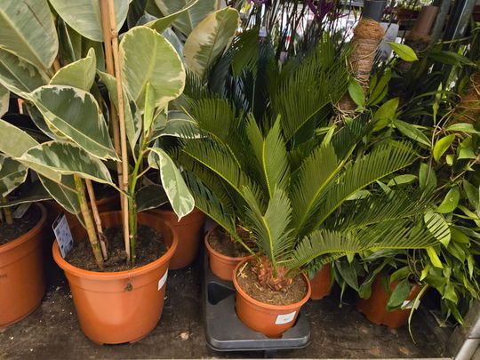 Chełm. Trwają Wielkie Targi Roślin w Galerii Chełm [GALERIA ZDJĘĆ]