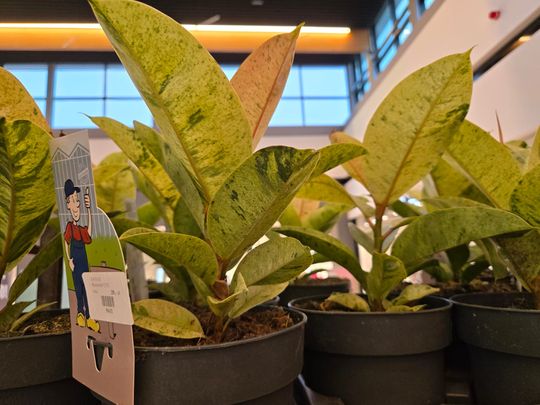 Chełm. Trwają Wielkie Targi Roślin w Galerii Chełm [GALERIA ZDJĘĆ]