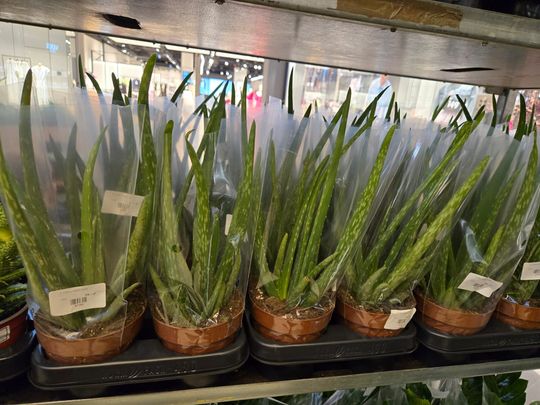 Chełm. Trwają Wielkie Targi Roślin w Galerii Chełm [GALERIA ZDJĘĆ]