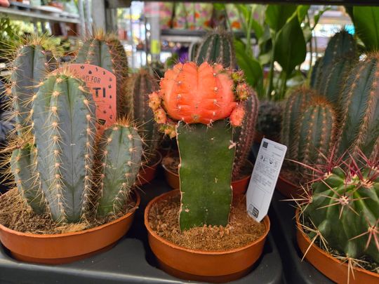 Chełm. Trwają Wielkie Targi Roślin w Galerii Chełm [GALERIA ZDJĘĆ]