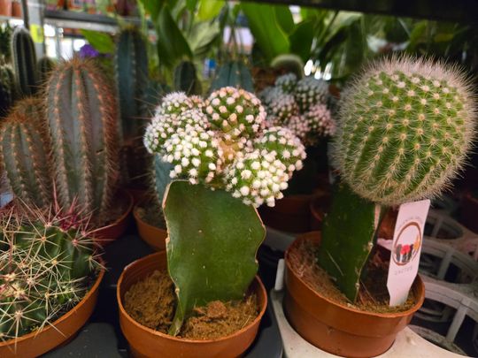 Chełm. Trwają Wielkie Targi Roślin w Galerii Chełm [GALERIA ZDJĘĆ]