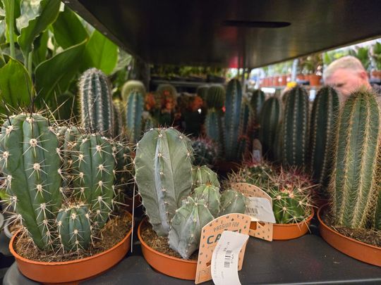 Chełm. Trwają Wielkie Targi Roślin w Galerii Chełm [GALERIA ZDJĘĆ]