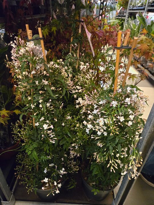 Chełm. Trwają Wielkie Targi Roślin w Galerii Chełm [GALERIA ZDJĘĆ]