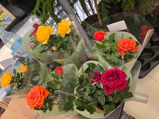 Chełm. Trwają Wielkie Targi Roślin w Galerii Chełm [GALERIA ZDJĘĆ]