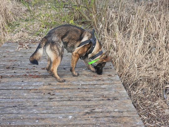 Szukają go z powietrza, wody i lądu [ZDJĘCIA]