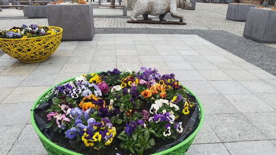 Widać, że zaraz święta. Wielkanocne kolorowe jaja pojawiły się w Chełmie [ZDJĘCIA]