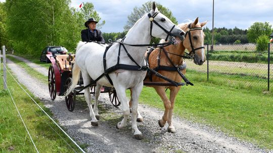 Majowa parada koni w Krasnymstawie. Dzień pełen atrakcji  [GALERIA ZDJĘĆ]
