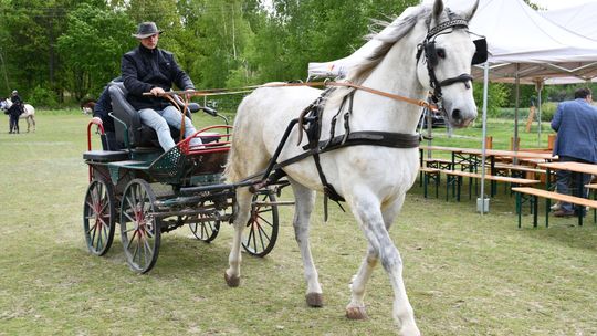 Majowa parada koni w Krasnymstawie. Dzień pełen atrakcji  [GALERIA ZDJĘĆ]