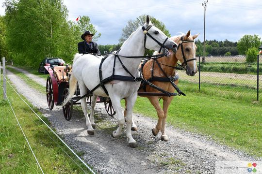 Majowa parada koni w Krasnymstawie. Dzień pełen atrakcji  [GALERIA ZDJĘĆ]