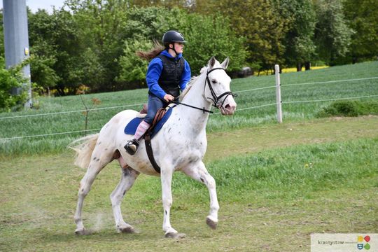 Majowa parada koni w Krasnymstawie. Dzień pełen atrakcji  [GALERIA ZDJĘĆ]