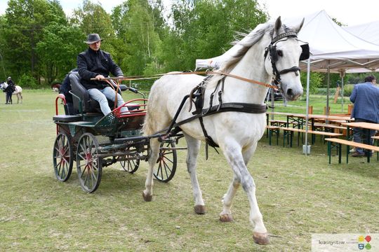 Majowa parada koni w Krasnymstawie. Dzień pełen atrakcji  [GALERIA ZDJĘĆ]